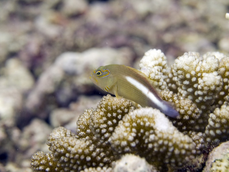 Goby, The Point